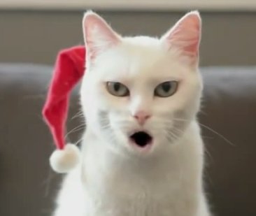 Yodeling Cat