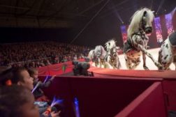 Kerstcircus paarden