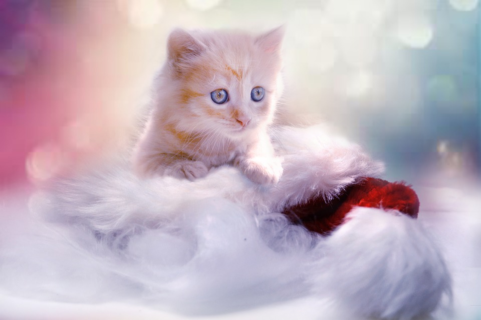 Kerstkat