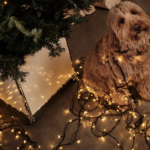 Jingle all the way met de kerstgids van King George