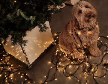 Jingle all the way met de kerstgids van King George