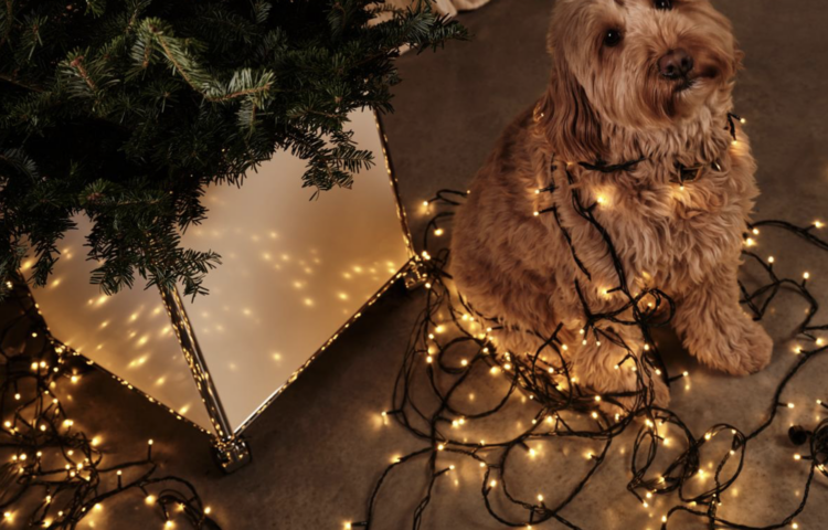 Jingle all the way met de kerstgids van King George