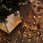Jingle all the way met de kerstgids van King George